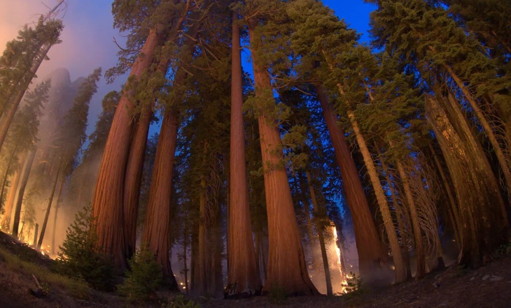 Fire in sequoia forest.